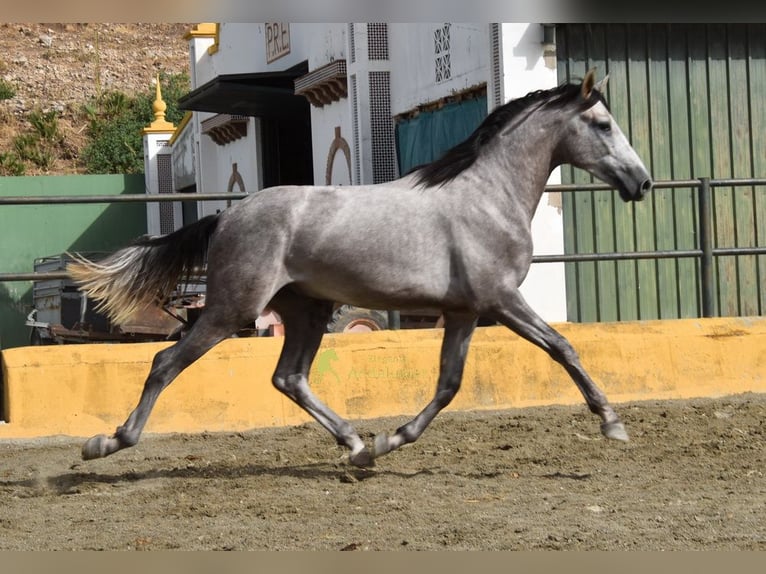 PRE Stallone 2 Anni 167 cm Grigio in Provinz Malaga