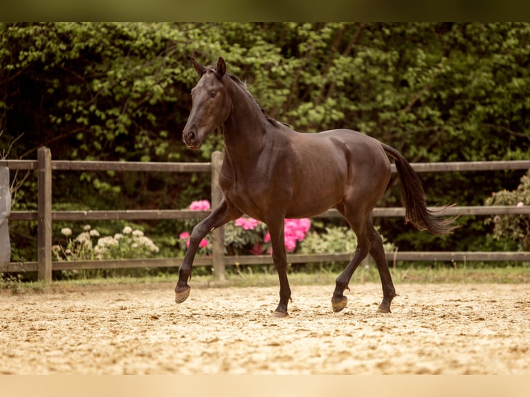 PRE Mix Stallone 2 Anni 167 cm Morello in Hümmel