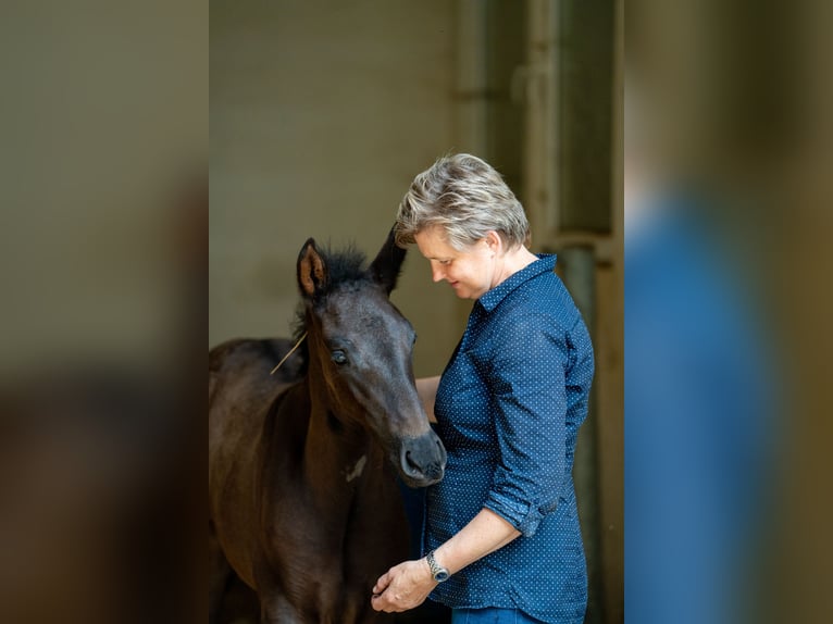 PRE Mix Stallone 2 Anni 167 cm Morello in Hümmel