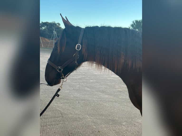 PRE Mix Stallone 2 Anni 167 cm Morello in Hamburg