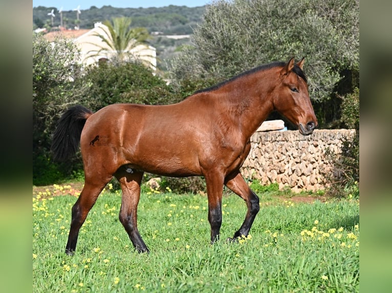 PRE Mix Stallone 2 Anni 168 cm Baio in Menorca