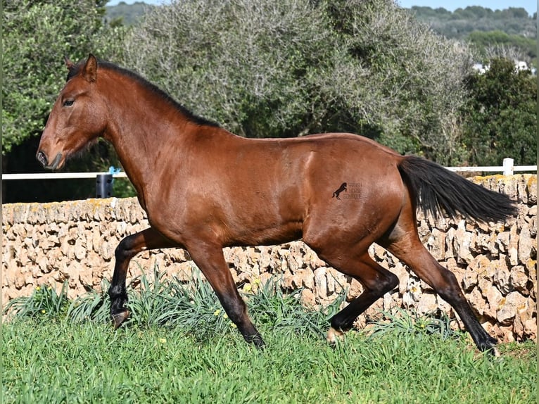 PRE Mix Stallone 2 Anni 168 cm Baio in Menorca