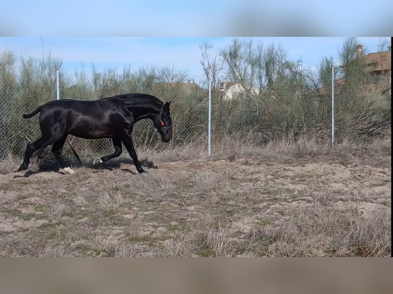 PRE Mix Stallone 2 Anni 168 cm Baio scuro in Segovia