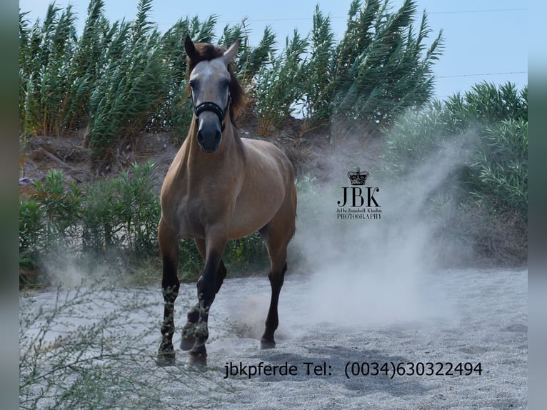 PRE Mix Stallone 2 Anni 168 cm Falbo in Tabernas Almeria