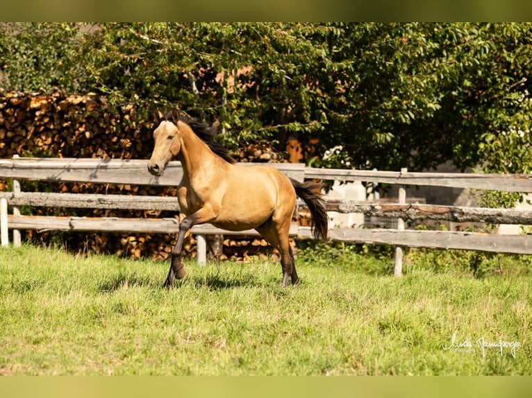 PRE Stallone 2 Anni 168 cm Pelle di daino in Feuchtwangen