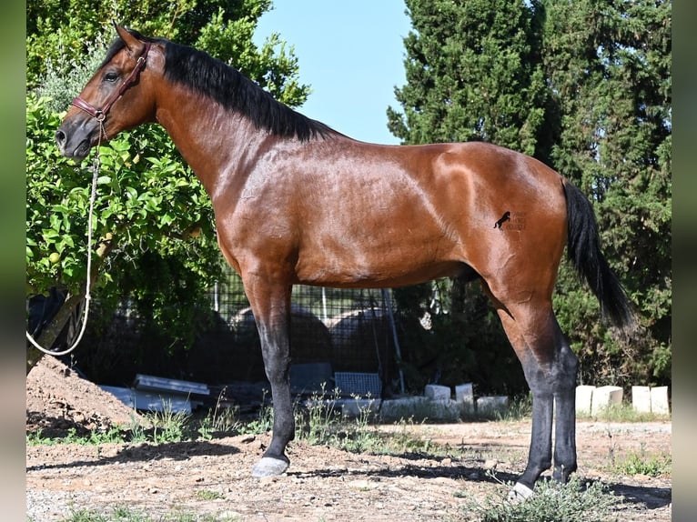 PRE Mix Stallone 2 Anni 169 cm Baio in Mallorca