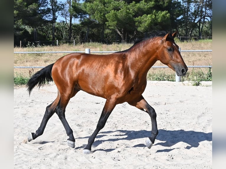 PRE Mix Stallone 2 Anni 169 cm Baio in Mallorca