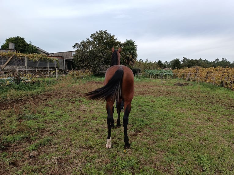 PRE Stallone 2 Anni 169 cm Baio in Cacheirasteo