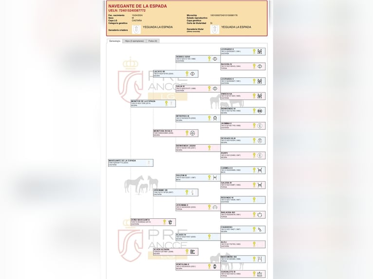PRE Stallone 2 Anni 169 cm Falbo in Cabeza Del Buey