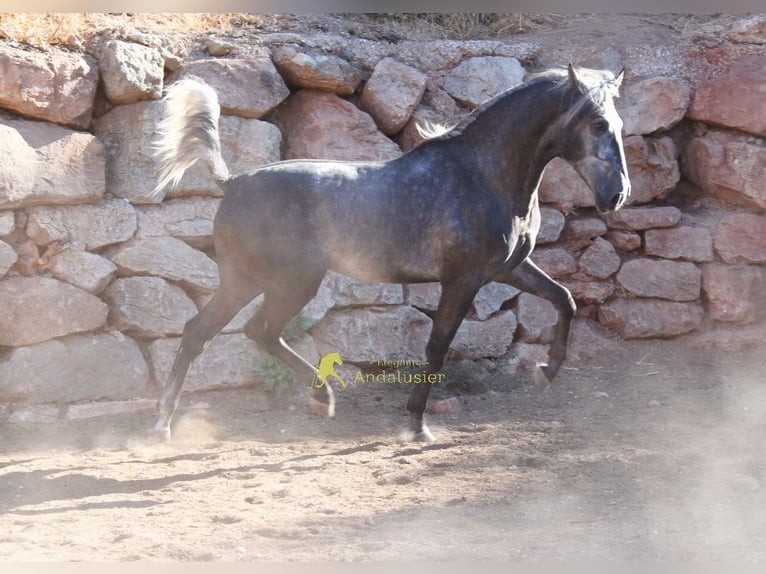 PRE Stallone 2 Anni 169 cm Grigio in Provinz Malaga