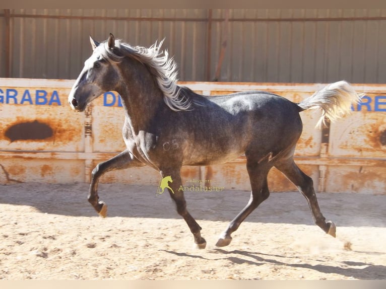 PRE Stallone 2 Anni 169 cm Grigio in Provinz Malaga