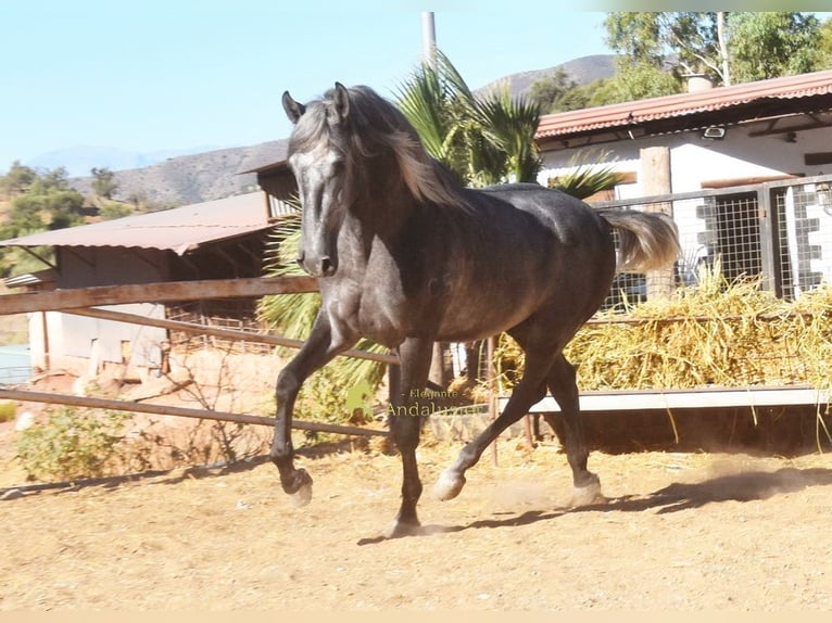 PRE Stallone 2 Anni 169 cm Grigio in Provinz Malaga