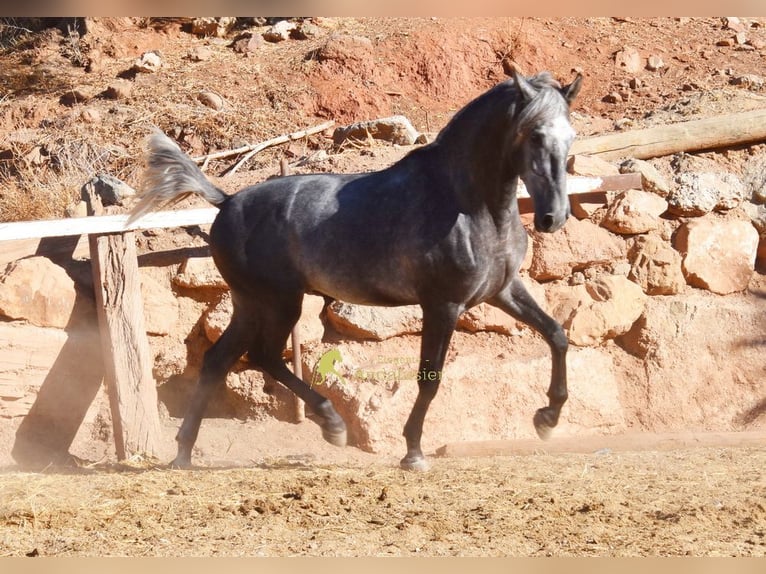 PRE Stallone 2 Anni 169 cm Grigio in Provinz Malaga