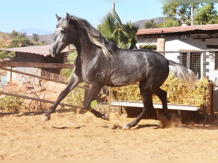 PRE Stallone 2 Anni 169 cm Grigio in Provinz Malaga