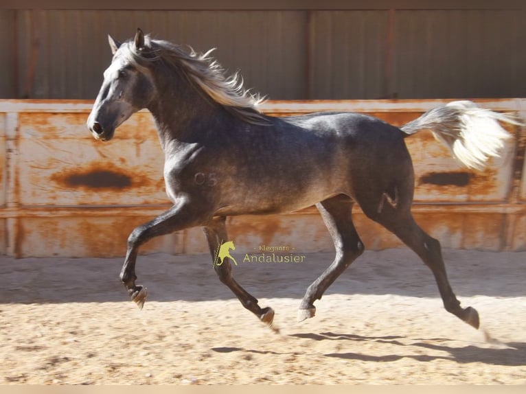 PRE Stallone 2 Anni 169 cm Grigio in Provinz Malaga