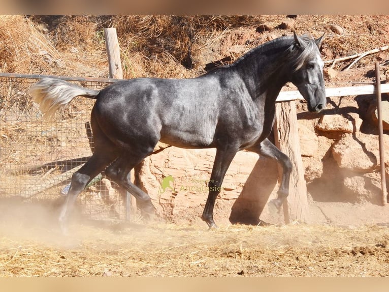 PRE Stallone 2 Anni 169 cm Grigio in Provinz Malaga