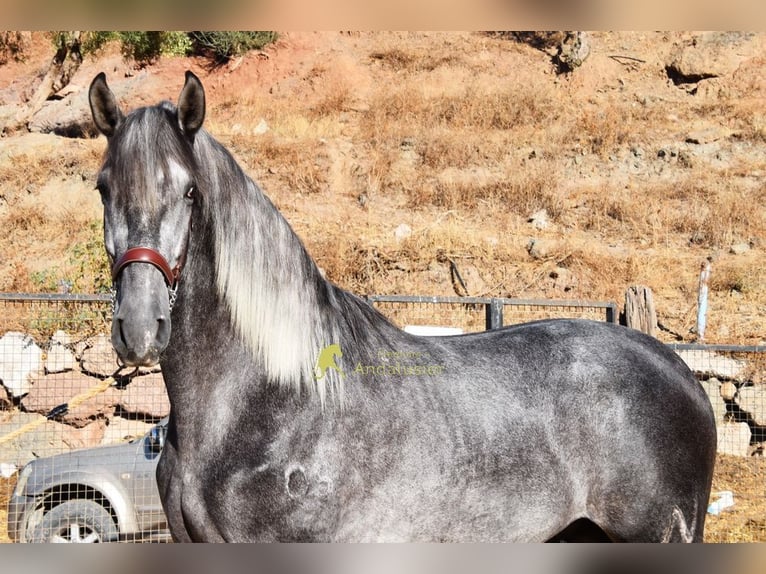 PRE Stallone 2 Anni 169 cm Grigio in Provinz Malaga