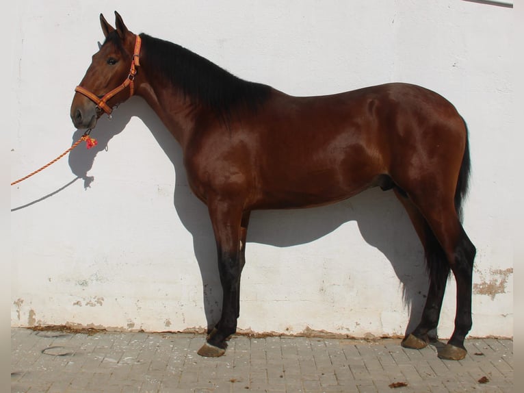 PRE Mix Stallone 2 Anni 170 cm Baio in Vejer de la Frontera