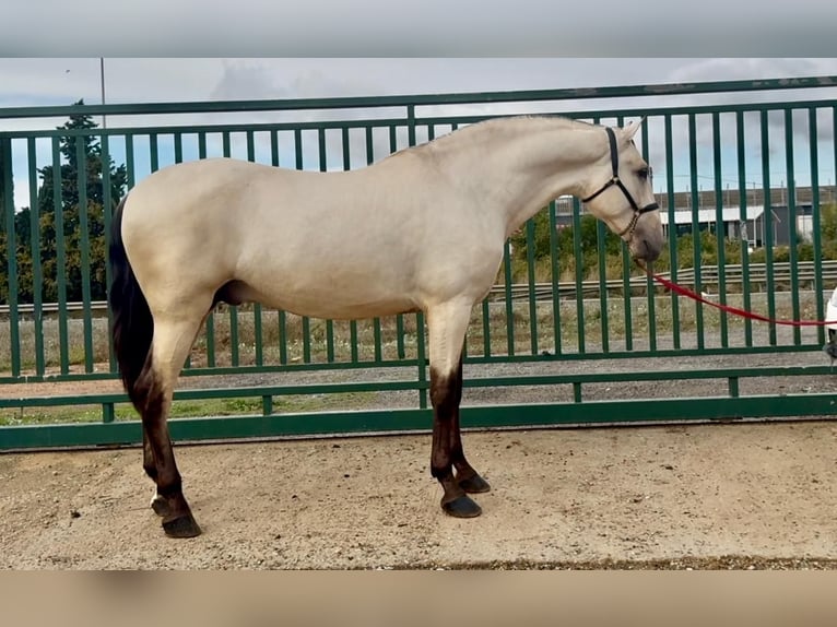 PRE Mix Stallone 2 Anni 170 cm Pelle di daino in Santa Perpetua de Mogoda