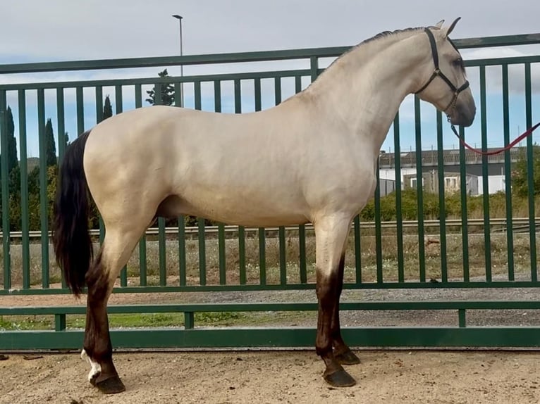 PRE Mix Stallone 2 Anni 170 cm Pelle di daino in Santa Perpetua de Mogoda