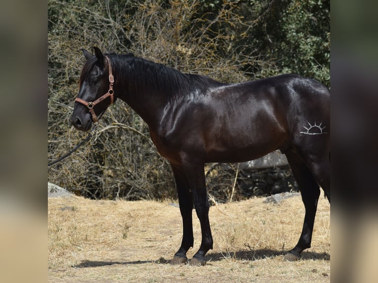 PRE Stallone 2 Anni 174 cm Morello in El Real De La Jara, Sevilla