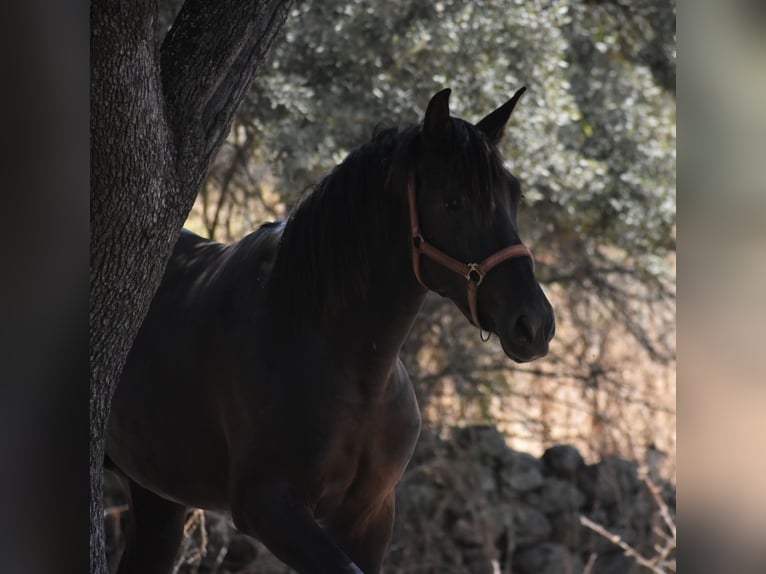PRE Stallone 2 Anni 174 cm Morello in El Real De La Jara, Sevilla