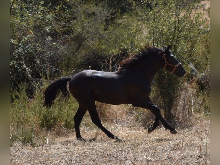 PRE Stallone 2 Anni 174 cm Morello in El Real De La Jara, Sevilla