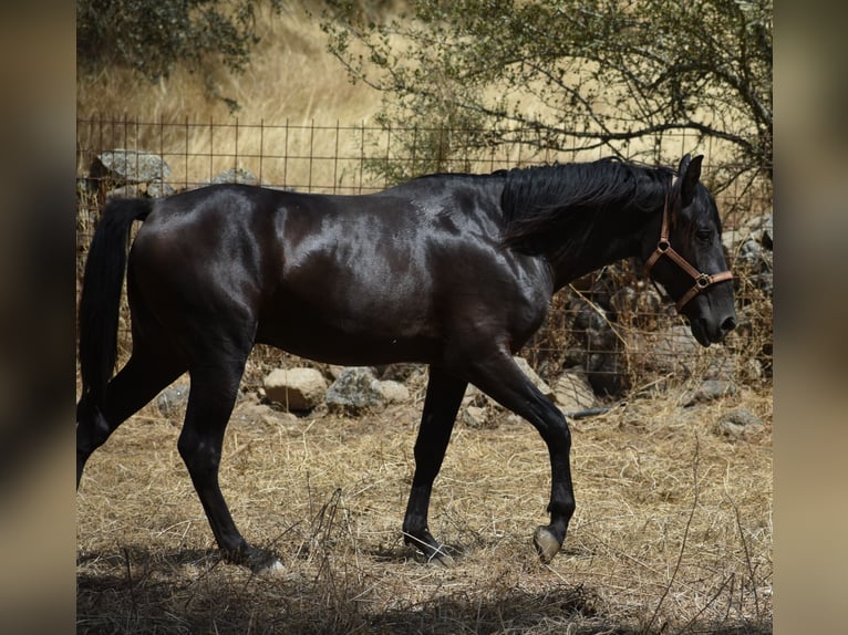 PRE Stallone 2 Anni 174 cm Morello in El Real De La Jara, Sevilla