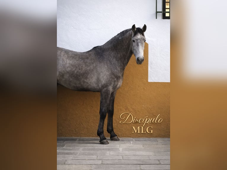 PRE Stallone 2 Anni 60 cm Grigio in Librilla