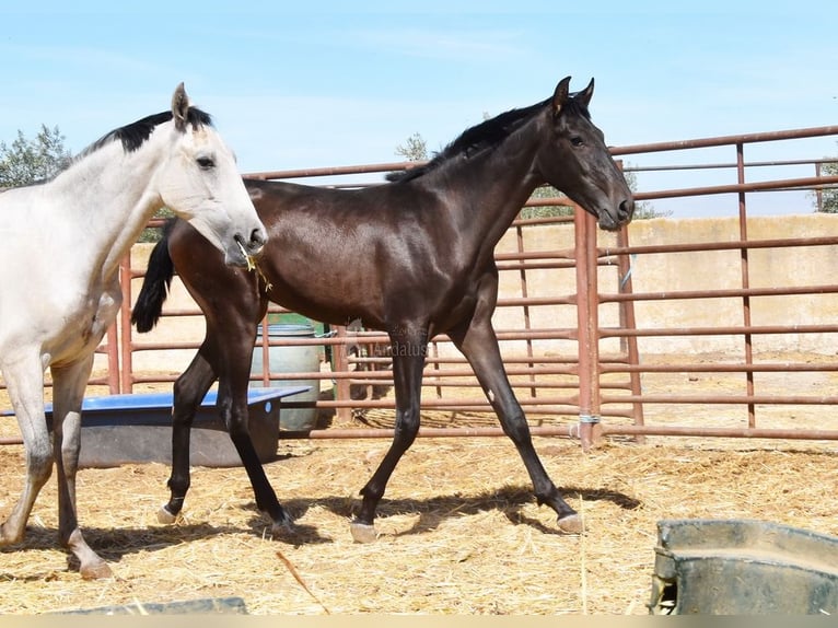 PRE Stallone 2 Anni Baio scuro in Provinz Granada