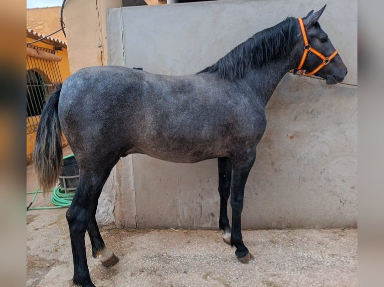 PRE Mix Stallone 2 Anni Grigio in DOLORES DE PACHECO-MURCIA