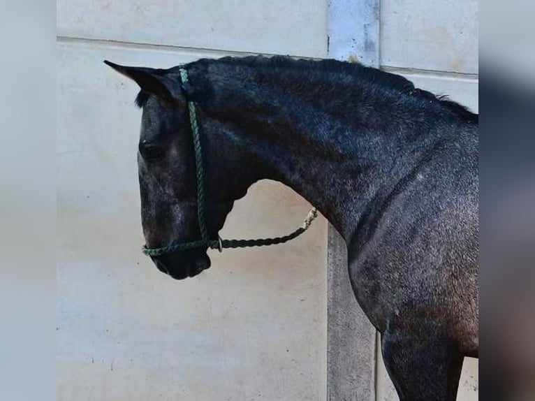PRE Mix Stallone 2 Anni Grigio in DOLORES DE PACHECO-MURCIA