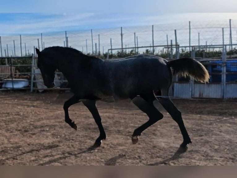 PRE Mix Stallone 2 Anni Grigio in DOLORES DE PACHECO-MURCIA