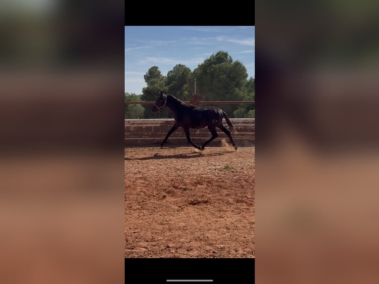 PRE Stallone 2 Anni Grigio in Fuendetodos