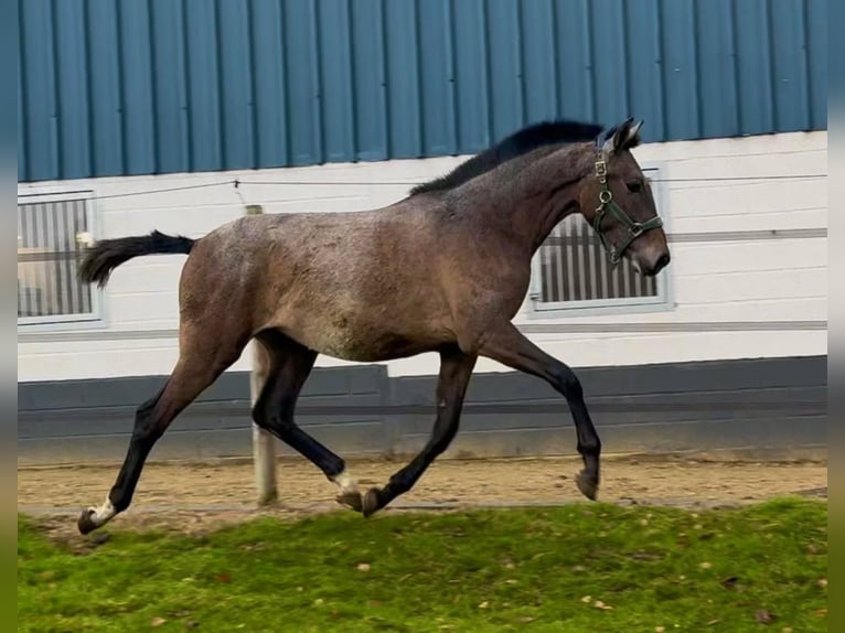 PRE Stallone 2 Anni Grigio in Jemeppe sur sambre