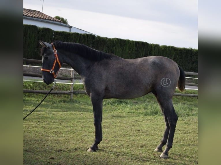 PRE Stallone 2 Anni Grigio in Terrassa