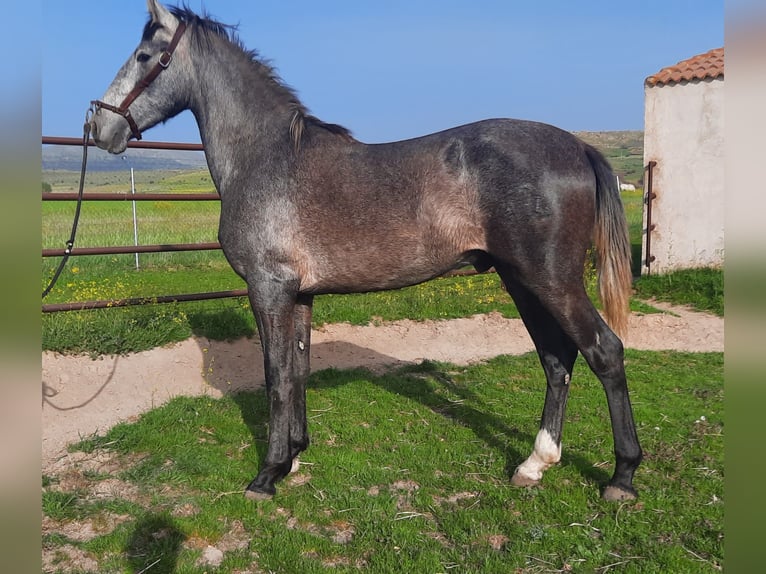 PRE Stallone 2 Anni Grigio in Palacio