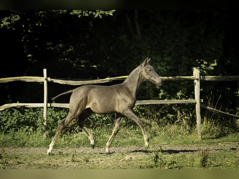 PRE Mix Stallone 2 Anni Morello in Alveringem