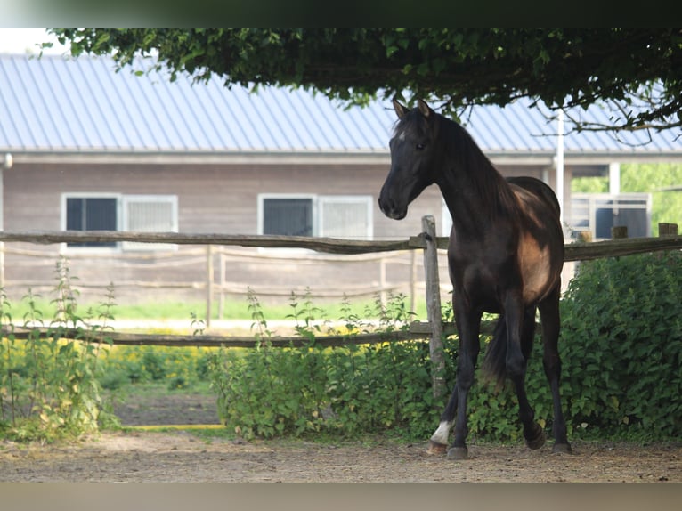 PRE Mix Stallone 2 Anni Morello in Alveringem