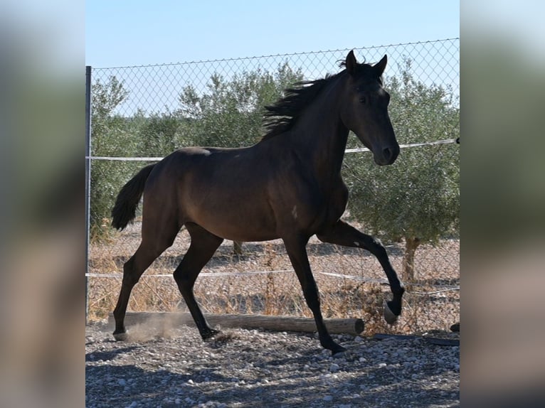 PRE Stallone 2 Anni Morello in Daimiel