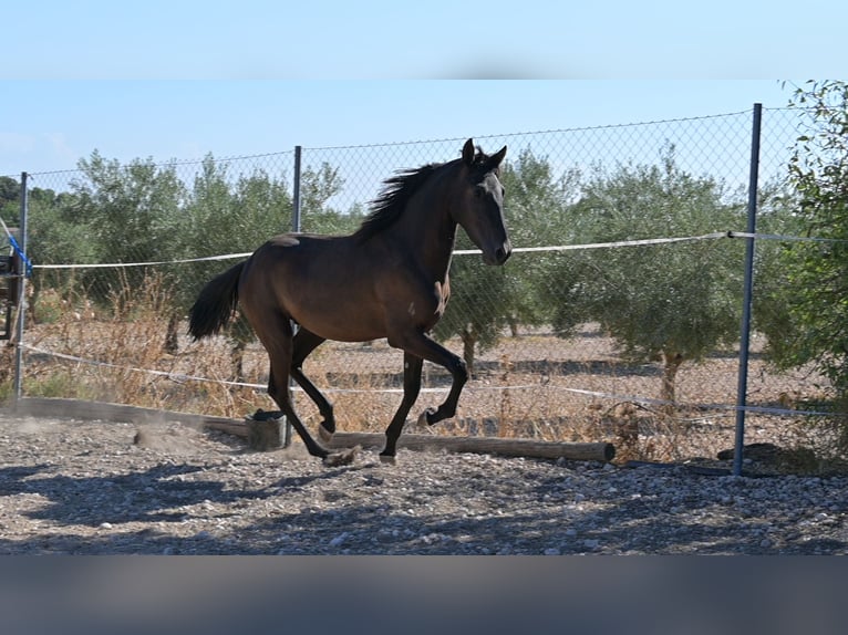 PRE Stallone 2 Anni Morello in Daimiel