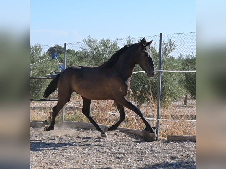 PRE Stallone 2 Anni Morello in Daimiel