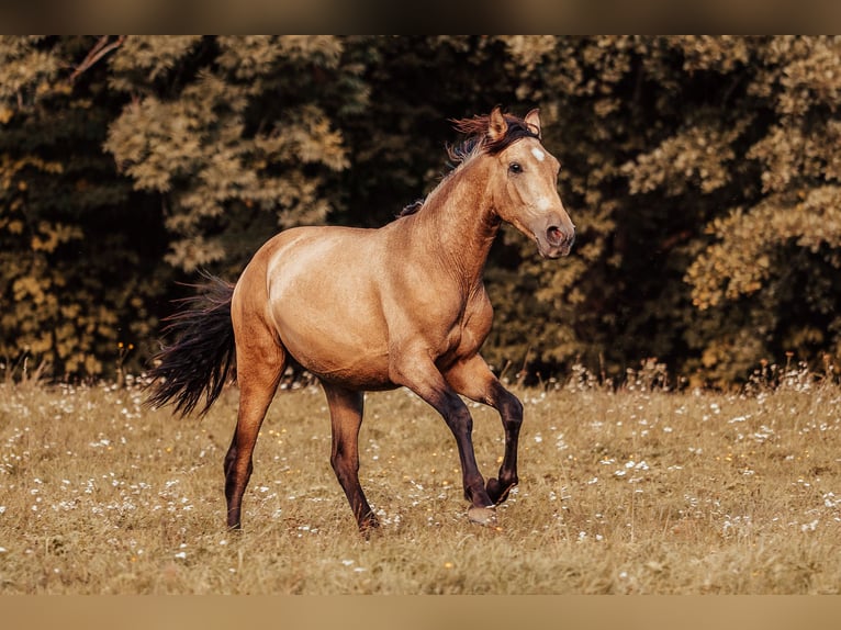 PRE Stallone 2 Anni Pelle di daino in Klagenfurt,11.Bez.:St. Ruprecht