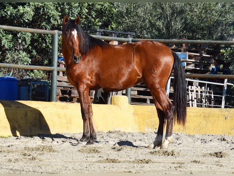 PRE Mix Stallone 3 Anni 148 cm Baio in Provinz Malaga