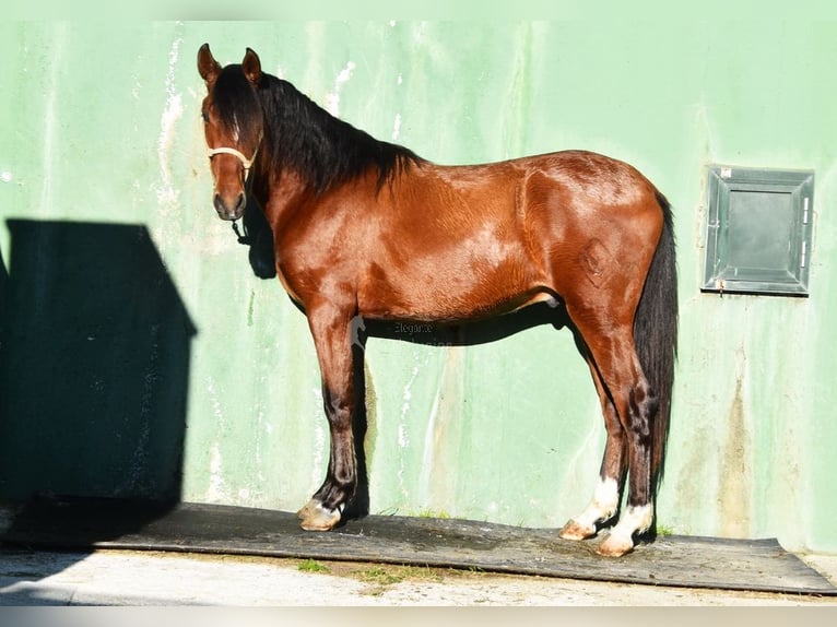 PRE Mix Stallone 3 Anni 148 cm Baio in Provinz Malaga