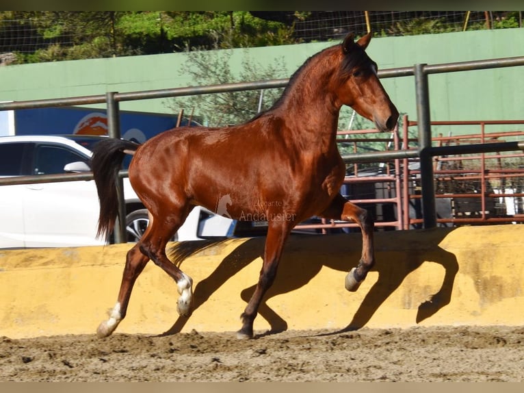 PRE Mix Stallone 3 Anni 148 cm Baio in Provinz Malaga