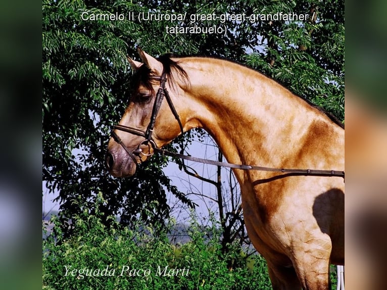 PRE Mix Stallone 3 Anni 150 cm Falbo in Leuchtenberg