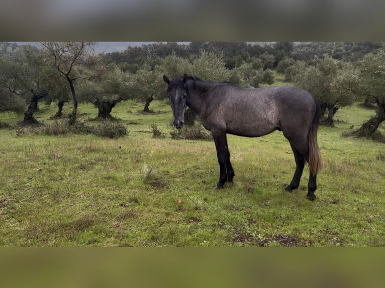 PRE Stallone 3 Anni 150 cm Grigio in Cordoba