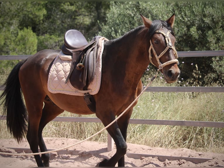 PRE Mix Stallone 3 Anni 153 cm Baio scuro in Valencia