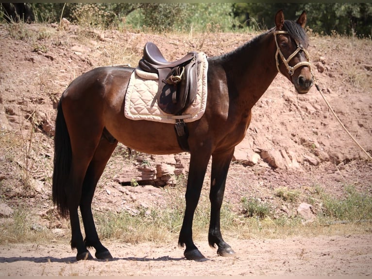 PRE Mix Stallone 3 Anni 153 cm Baio scuro in Valencia